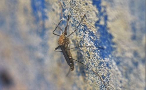 Réf. 329 976 : Culex sp.